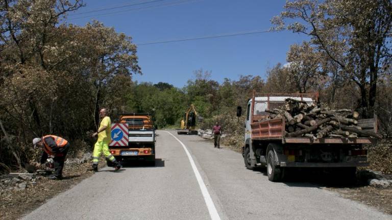 Postopka za odvoz biomase in pogozditev še niso sprožili