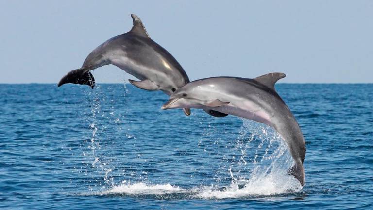 Pustni torek tudi za delfine pred Piranom (video)