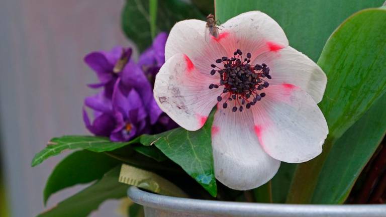 Zadnja barkovljanska »rožnarca« na Trgu sv. Antona