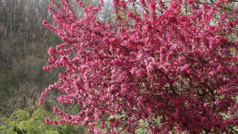 Vrt Viatori je zadehtel v pisanem cvetju