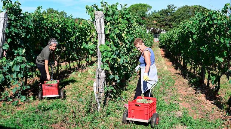 Trgatvi v Ricmanjih in Praprotu