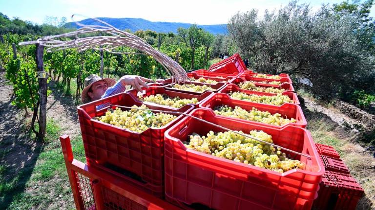 Trgatvi v Ricmanjih in Praprotu