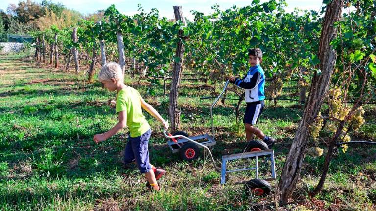 Trgatvi v Ricmanjih in Praprotu