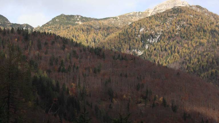 Po stoletjih zdaj brez pravice do sečnje