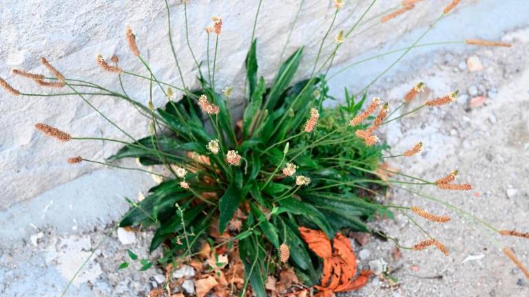 Rman celi rane, šetraj je naravni antibiotik