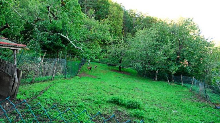 Cvetje, jagode in domači pridelki na trasi predvidene žičnice