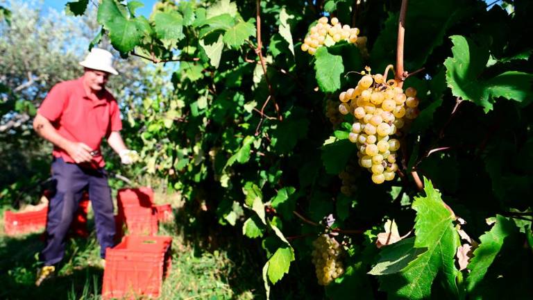 Trgatvi v Ricmanjih in Praprotu