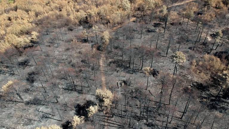 Obnova pogorelih kraških gozdov bo stekla že letos