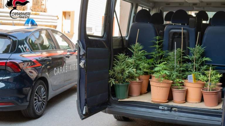 Doma je gojil štirinajst rastlin konoplje