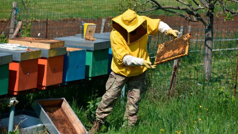 Fotografski natečaj, posvečen pisanemu svetu čebelarstva