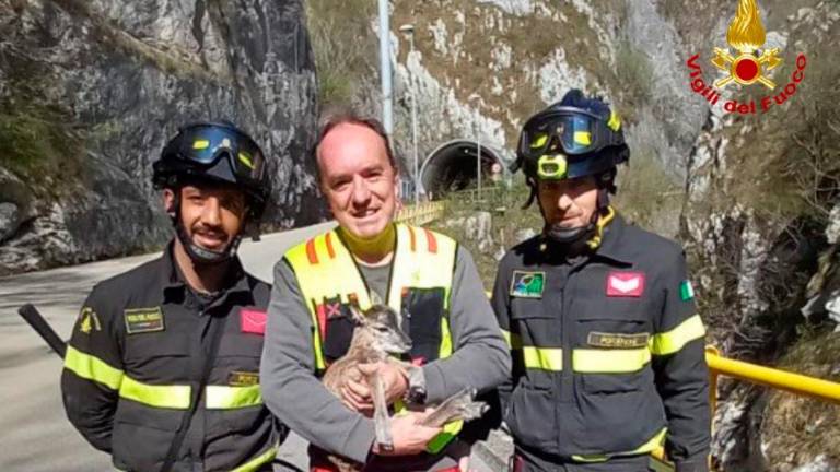 V Karnijskih predalpah reševali muflonovega mladiča (VIDEO)