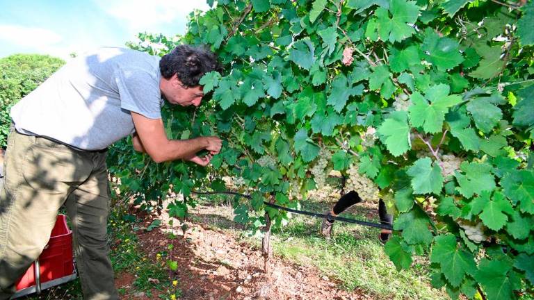 Trgatvi v Ricmanjih in Praprotu