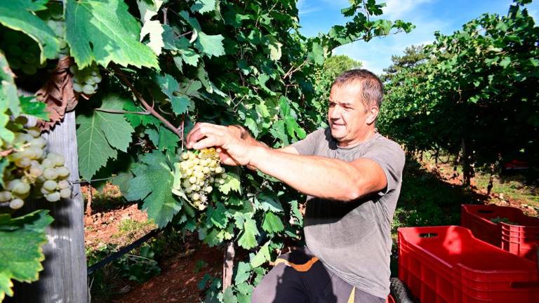 Trgatvi v Ricmanjih in Praprotu