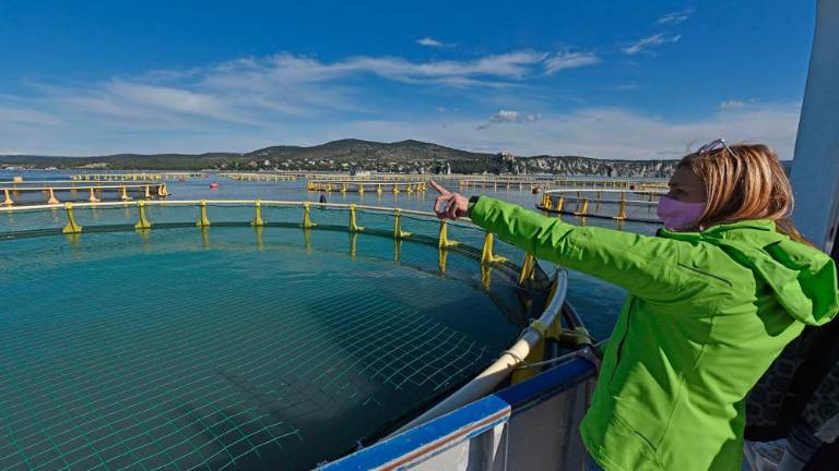 Ob devinski obali gojijo brancine in orade