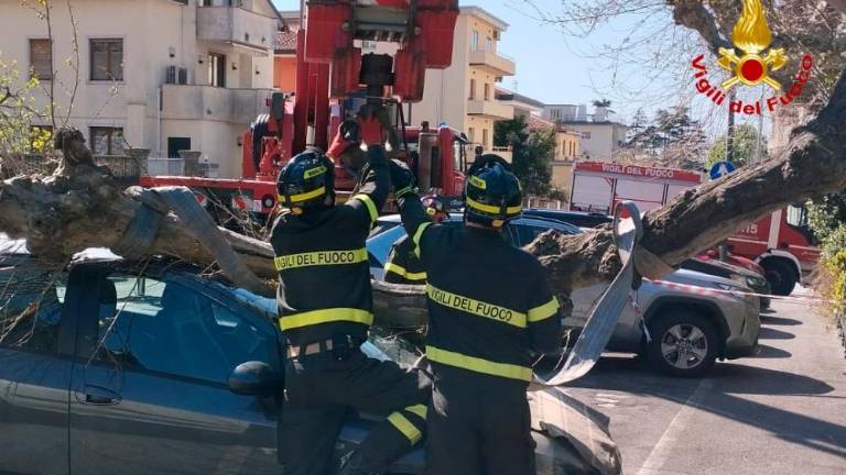 Gasilci z avtomobila odstranjevali mogočno vejo