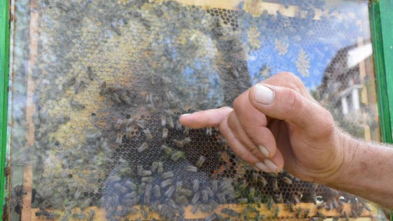 Slovensko čebelarstvo Unescova nesnovna kulturna dediščina