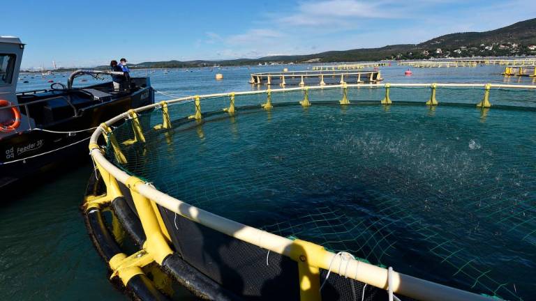 Ob devinski obali gojijo brancine in orade