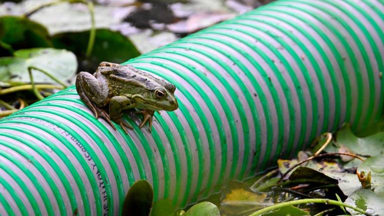 Mlaki nameravajo povrniti nekdanji čar