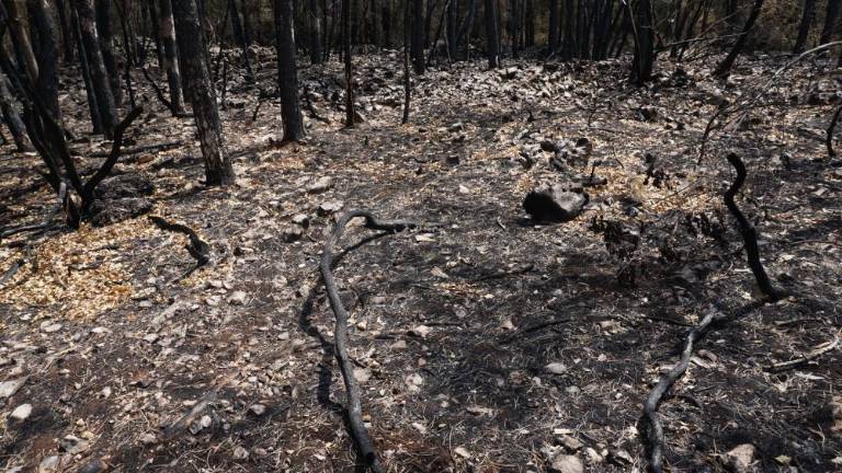 Da se požari na Krasu ne bi več ponovili več kot 2 milijona