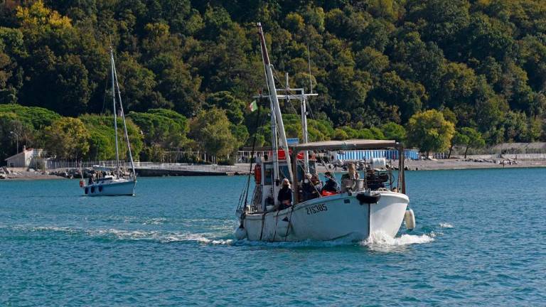 Ob devinski obali gojijo brancine in orade