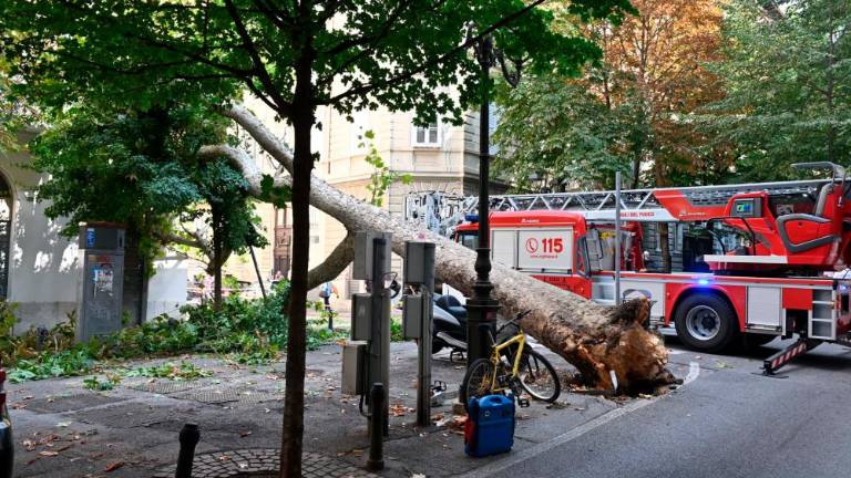 V Drevoredu 20. septembra padlo veliko drevo