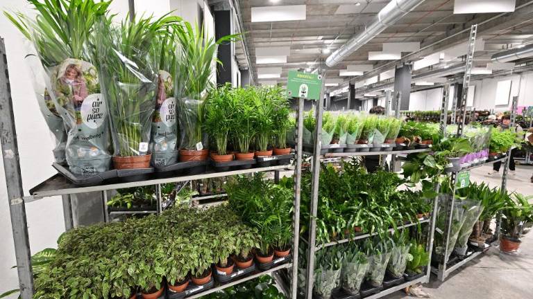 Vsako mesto, ki ga obiščejo, spremenijo v džunglo