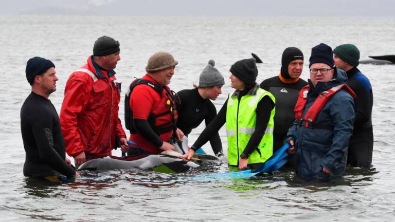 Na obali Tasmanije nasedlo 470 kitov, 380 jih je poginilo (foto)