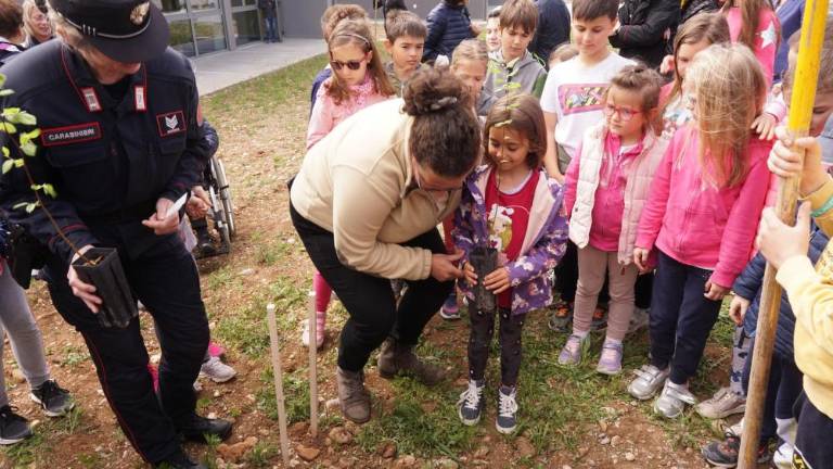 Beli gaber za zdravje