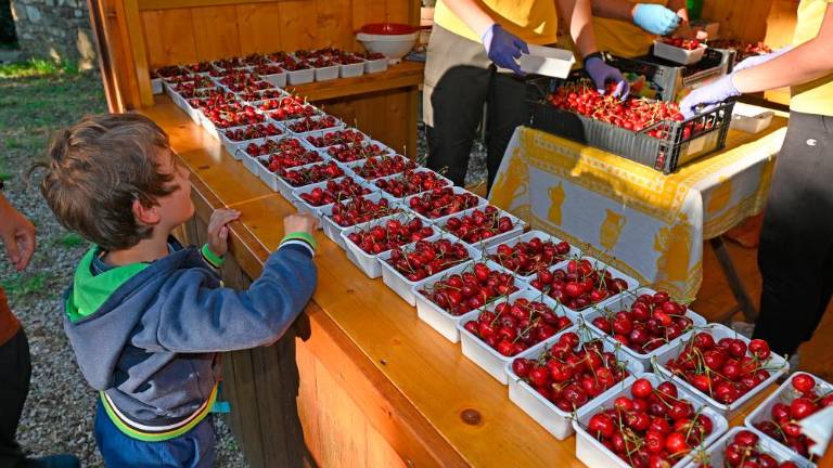 61. Praznik češenj v Mačkoljah