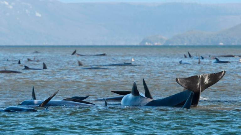 Na obali Tasmanije nasedlo 470 kitov, 380 jih je poginilo (foto)