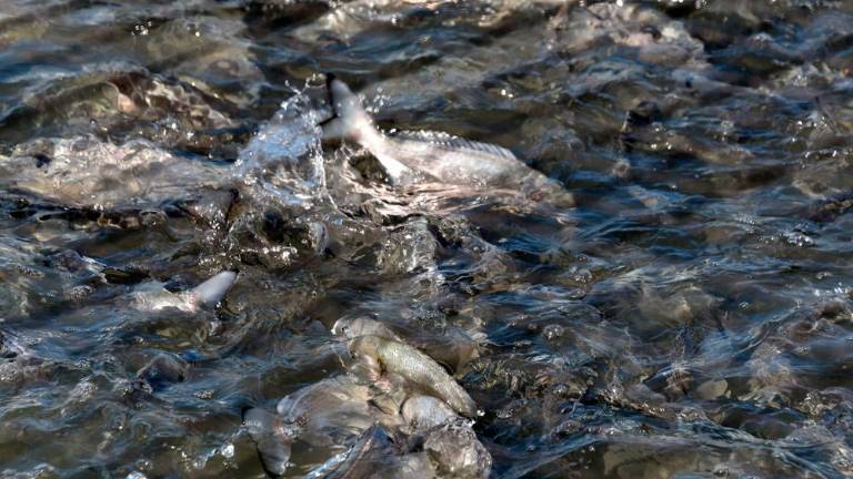 Ob devinski obali gojijo brancine in orade