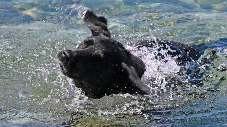 Štirinožni prijatelji imajo svojo plažo