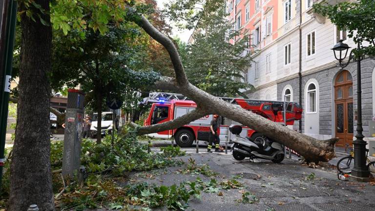 »Bolna platana je bila pod nadzorom«