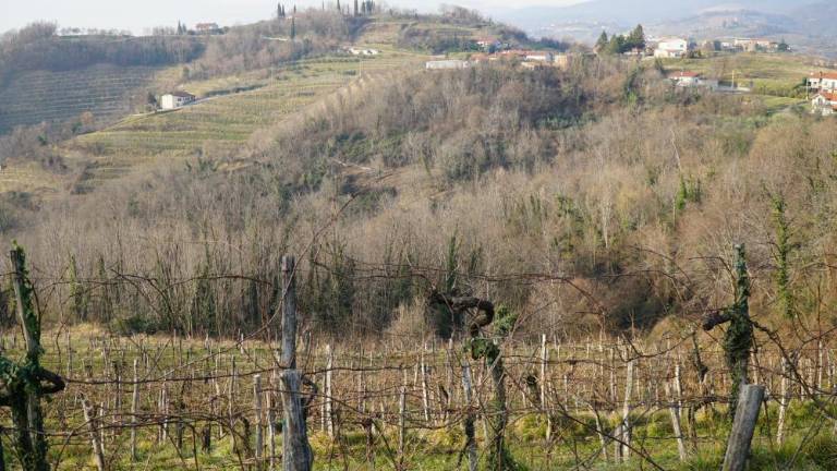 Brici ne mečejo puške v koruzo