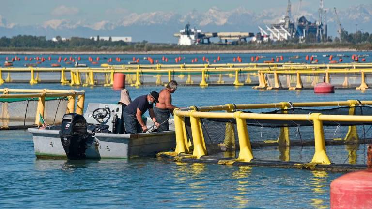 Ob devinski obali gojijo brancine in orade