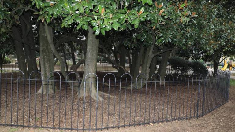 Z ograjo zaščitili magnolijo v Ljudskem vrtu