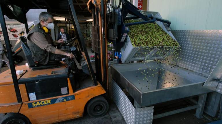 Kljub revni letini stiskajo oljke