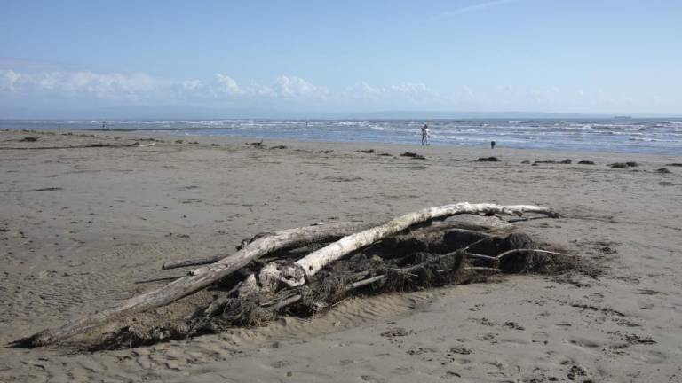 Ogromna škoda na plažah od Gradeža do Marine Nove pri Tržiču