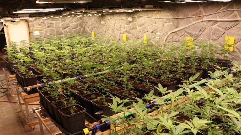 Doma je gojil skoraj tisoč sadik konoplje