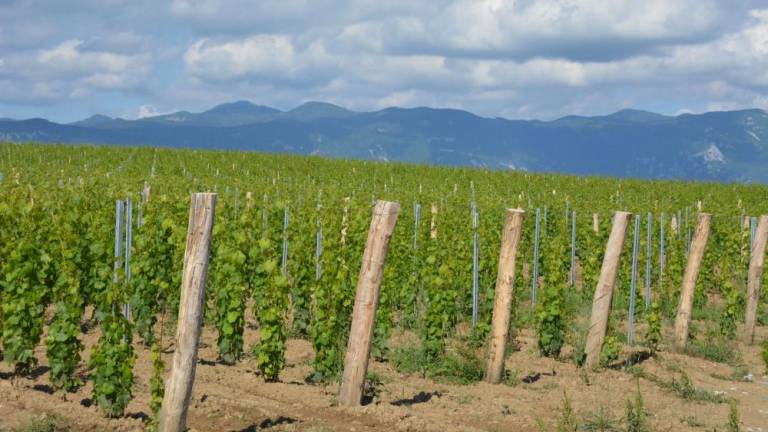 Oživljajo največji vinogradniški kompleks v Sloveniji