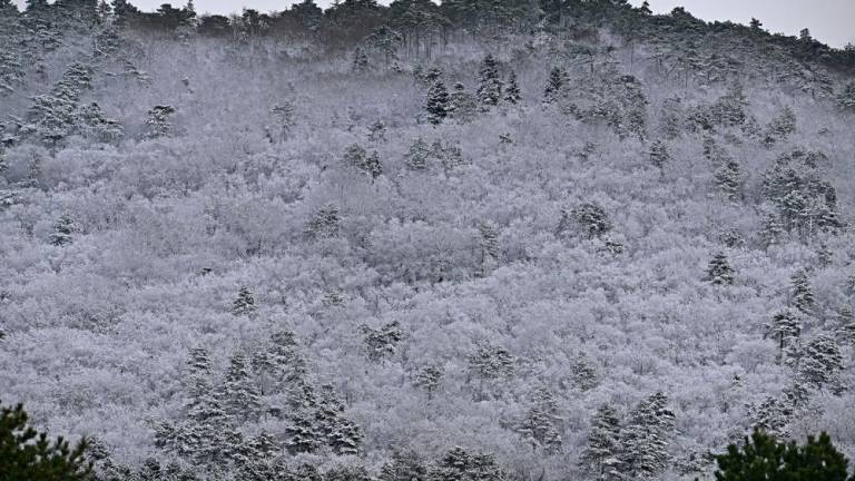 Sneg pobelil najvišje predele Krasa