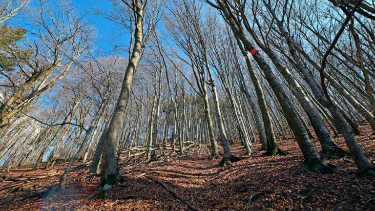 Od kod prihajajo Baba, Ajdi in Lintver