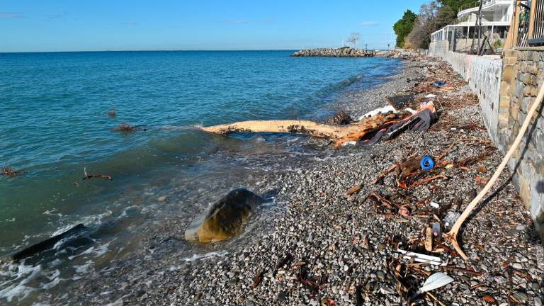 Sprehod po opustošeni kriški obali