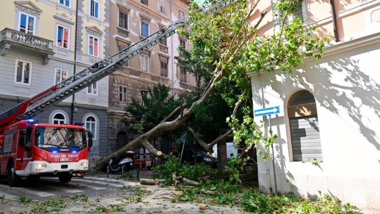 V Drevoredu 20. septembra padlo veliko drevo