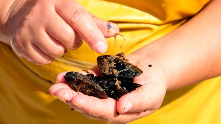 Na morju z gojitelji klapavic