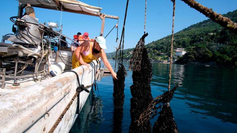 Na morju z gojitelji klapavic