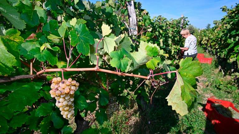 Trgatvi v Ricmanjih in Praprotu