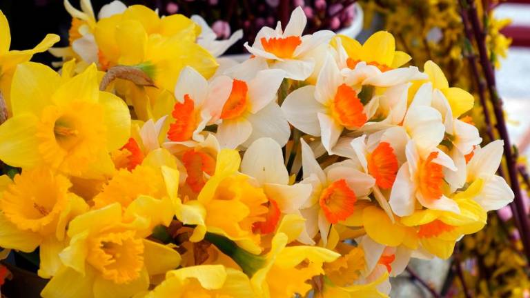 Zadnja barkovljanska »rožnarca« na Trgu sv. Antona