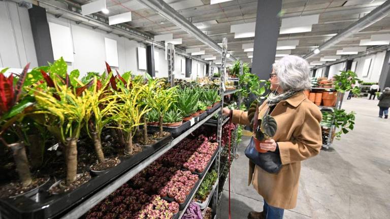 Vsako mesto, ki ga obiščejo, spremenijo v džunglo