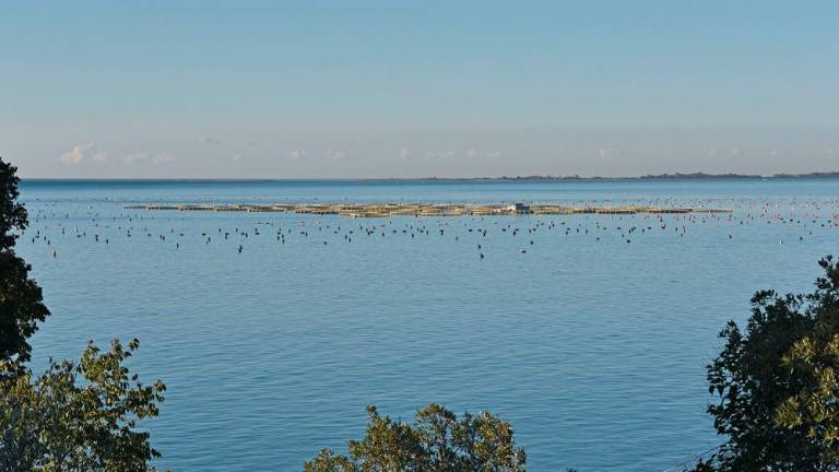 Ob devinski obali gojijo brancine in orade